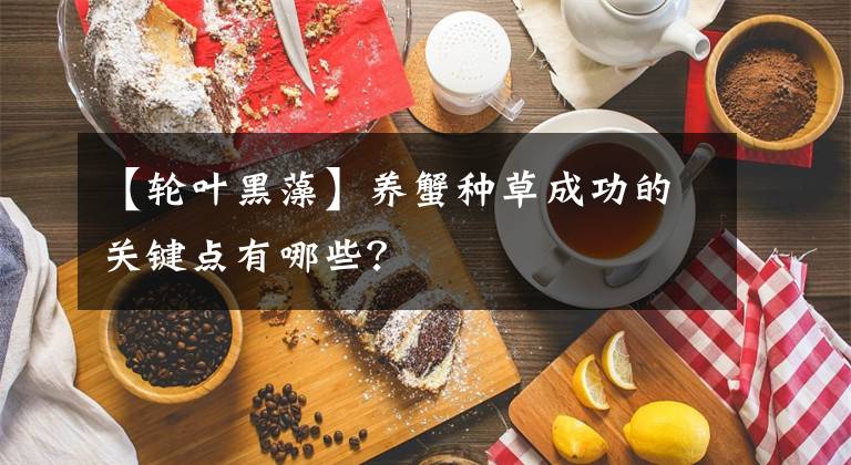 【輪葉黑藻】養(yǎng)蟹種草成功的關鍵點有哪些？