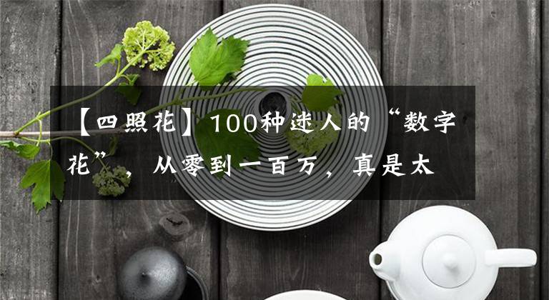 【四照花】100種迷人的“數(shù)字花”，從零到一百萬，真是太神奇了