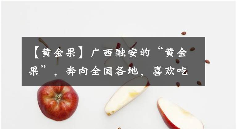 【黃金果】廣西融安的“黃金果”，奔向全國(guó)各地，喜歡吃的人會(huì)說(shuō)：果肉鮮美