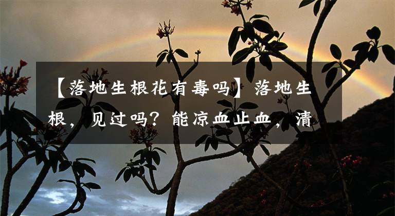 【落地生根花有毒嗎】落地生根，見(jiàn)過(guò)嗎？能涼血止血，清熱解毒