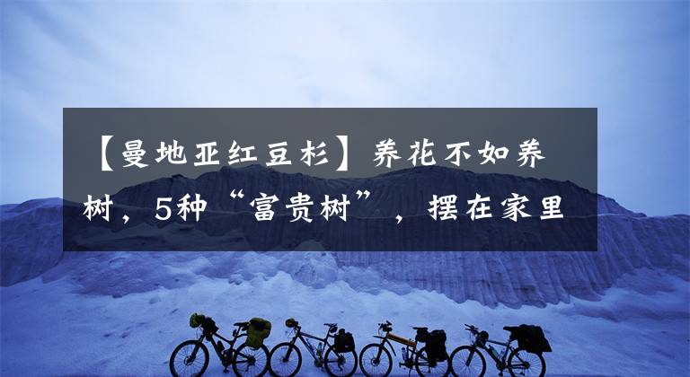 【曼地亞紅豆杉】養(yǎng)花不如養(yǎng)樹，5種“富貴樹”，擺在家里招財又旺宅