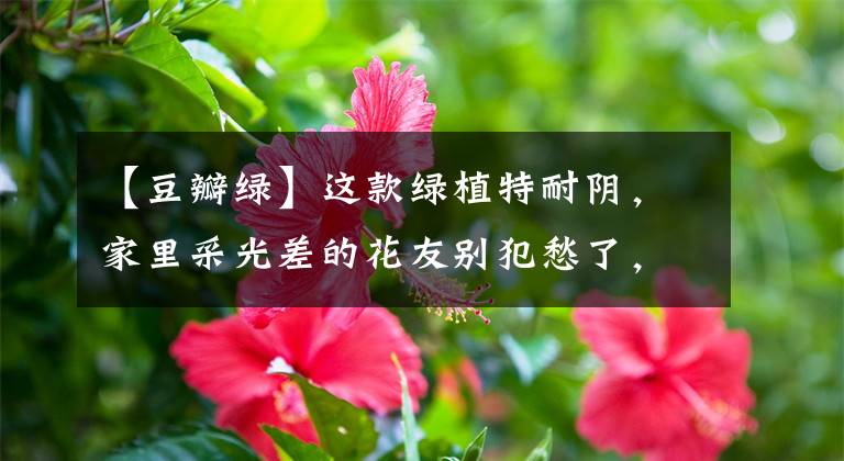 【豆瓣綠】這款綠植特耐陰，家里采光差的花友別犯愁了，養(yǎng)1盆養(yǎng)眼又養(yǎng)身