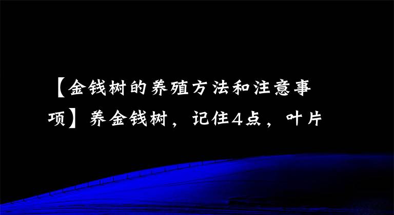 【金錢樹的養(yǎng)殖方法和注意事項】養(yǎng)金錢樹，記住4點，葉片瘋長，嫩葉蹭蹭冒，長到爆盆，吉祥招財