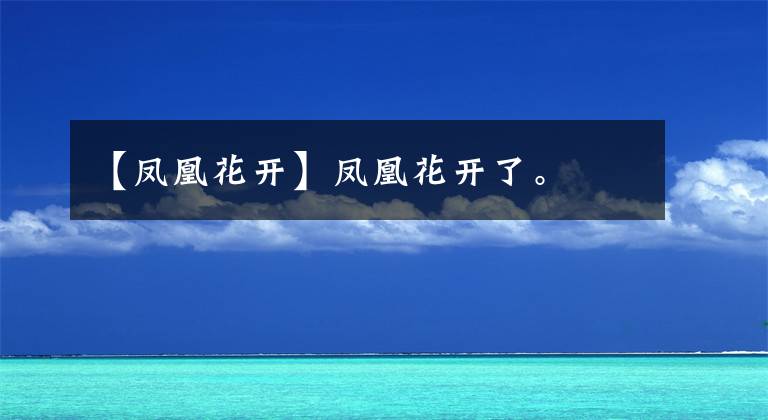 【鳳凰花開】鳳凰花開了。