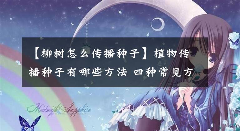 【柳樹怎么傳播種子】植物傳播種子有哪些方法 四種常見方法介紹