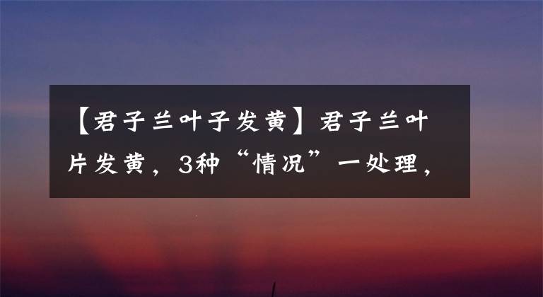 【君子蘭葉子發(fā)黃】君子蘭葉片發(fā)黃，3種“情況”一處理，恢復(fù)油綠，開滿花