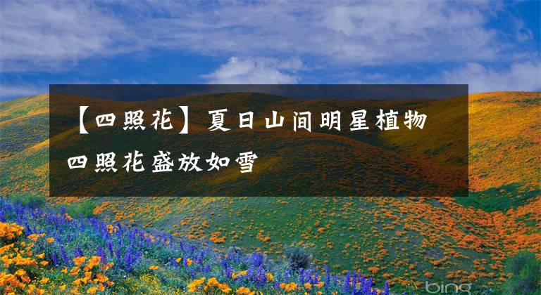 【四照花】夏日山間明星植物四照花盛放如雪