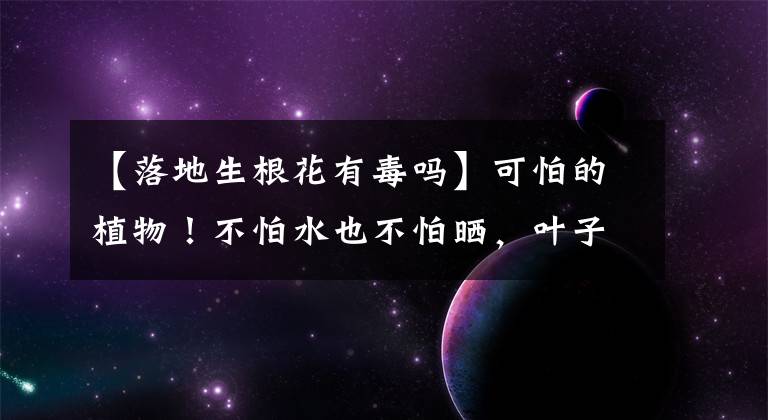 【落地生根花有毒嗎】可怕的植物！不怕水也不怕曬，葉子落地就生根，一長(zhǎng)就是一大片