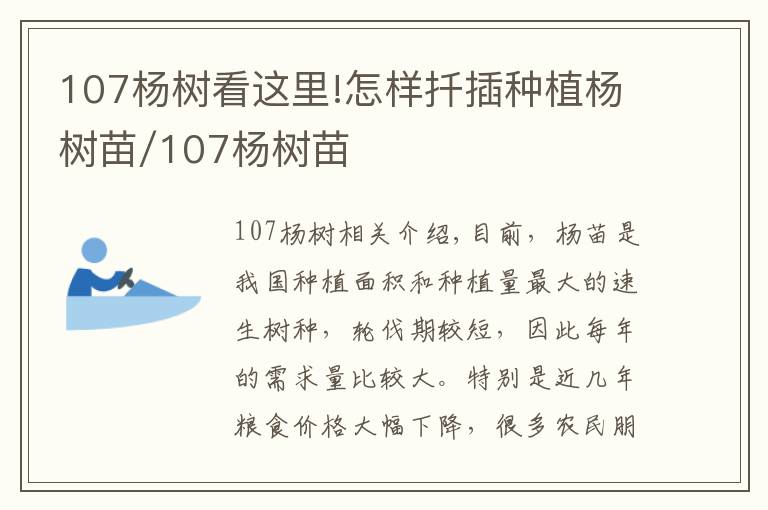 107楊樹(shù)看這里!怎樣扦插種植楊樹(shù)苗/107楊樹(shù)苗