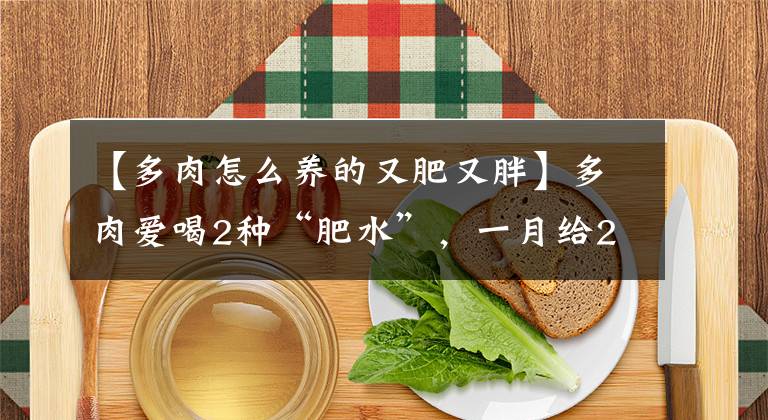 【多肉怎么養(yǎng)的又肥又胖】多肉愛喝2種“肥水”，一月給2次，葉子胖嘟嘟，養(yǎng)成“小胖墩”