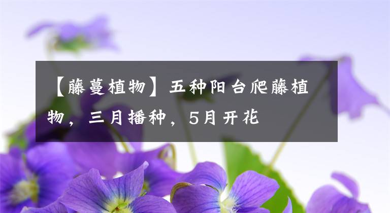 【藤蔓植物】五種陽臺(tái)爬藤植物，三月播種，5月開花