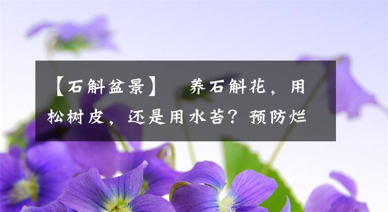 【石斛盆景】?養(yǎng)石斛花，用松樹皮，還是用水苔？預(yù)防爛根，水苔最合適