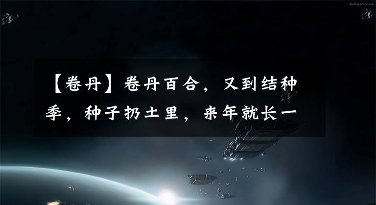 【卷丹】卷丹百合，又到結(jié)種季，種子扔土里，來(lái)年就長(zhǎng)一片，開(kāi)花超壯觀