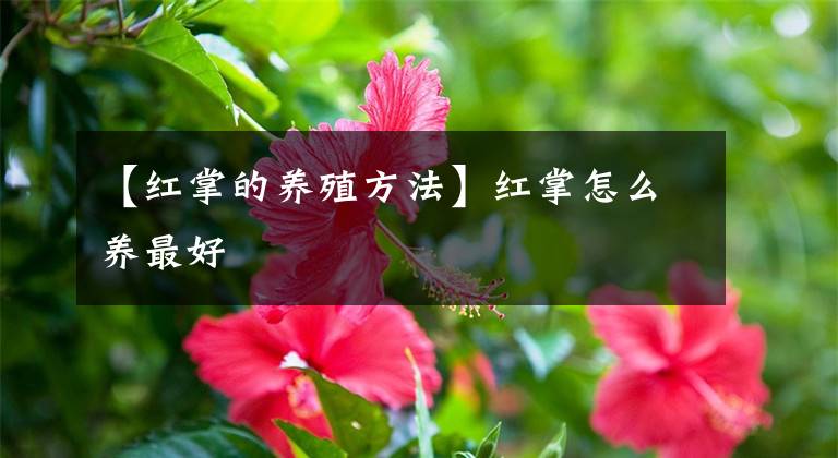 【紅掌的養(yǎng)殖方法】紅掌怎么養(yǎng)最好