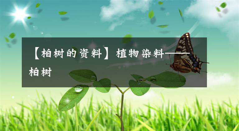 【柏樹的資料】植物染料——柏樹