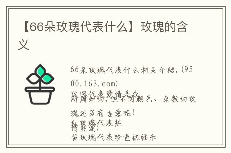 【66朵玫瑰代表什么】玫瑰的含義