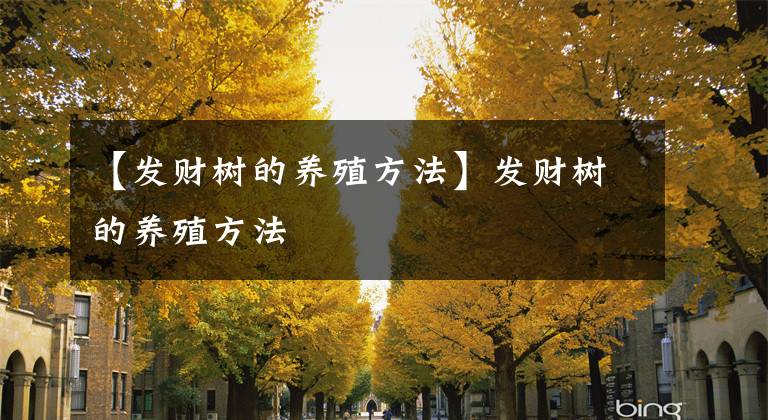 【發(fā)財(cái)樹(shù)的養(yǎng)殖方法】發(fā)財(cái)樹(shù)的養(yǎng)殖方法