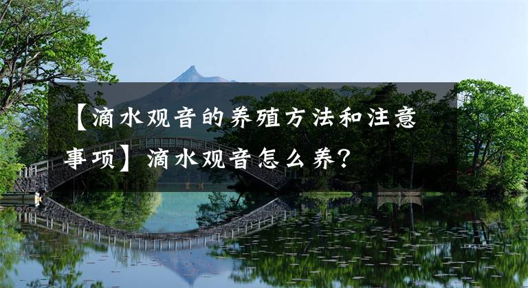 【滴水觀音的養(yǎng)殖方法和注意事項】滴水觀音怎么養(yǎng)？