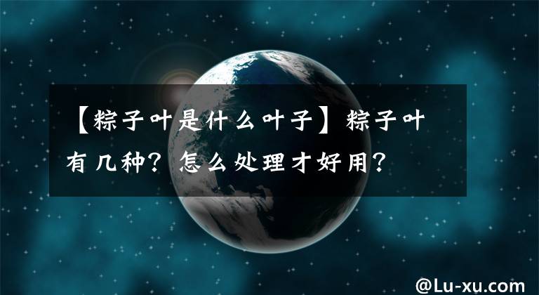 【粽子葉是什么葉子】粽子葉有幾種？怎么處理才好用？