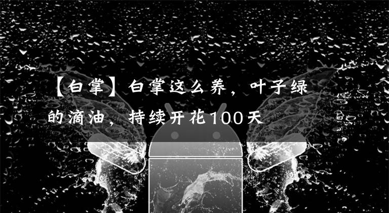 【白掌】白掌這么養(yǎng)，葉子綠的滴油，持續(xù)開花100天