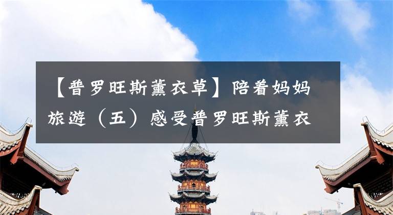 【普羅旺斯薰衣草】陪著媽媽旅游（五）感受普羅旺斯薰衣草的浪漫