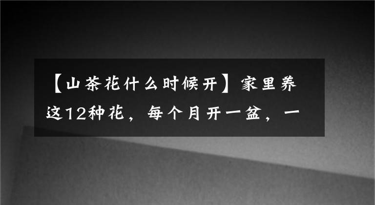 【山茶花什么時候開】家里養(yǎng)這12種花，每個月開一盆，一整年都有花看