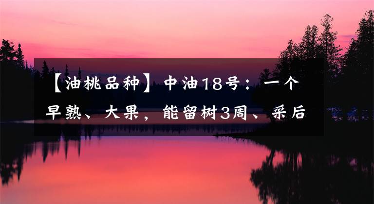 【油桃品種】中油18號：一個早熟、大果，能留樹3周、采后還不軟的油桃品種