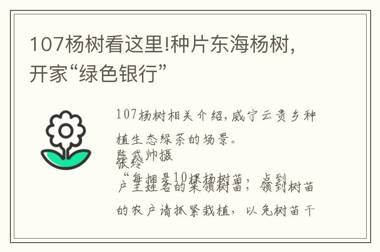 107楊樹看這里!種片東海楊樹，開家“綠色銀行”