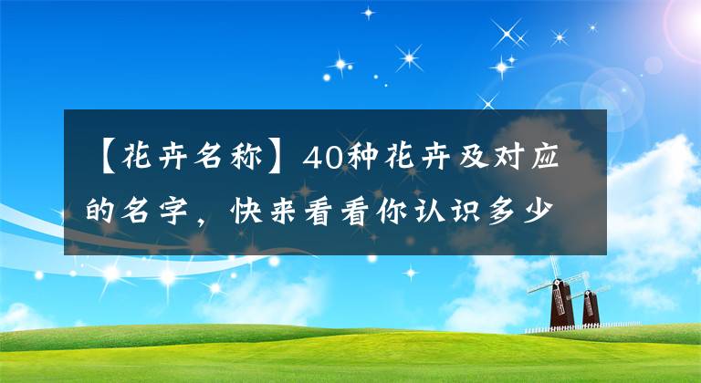 【花卉名稱】40種花卉及對應(yīng)的名字，快來看看你認識多少