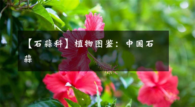 【石蒜科】植物圖鑒：中國石蒜