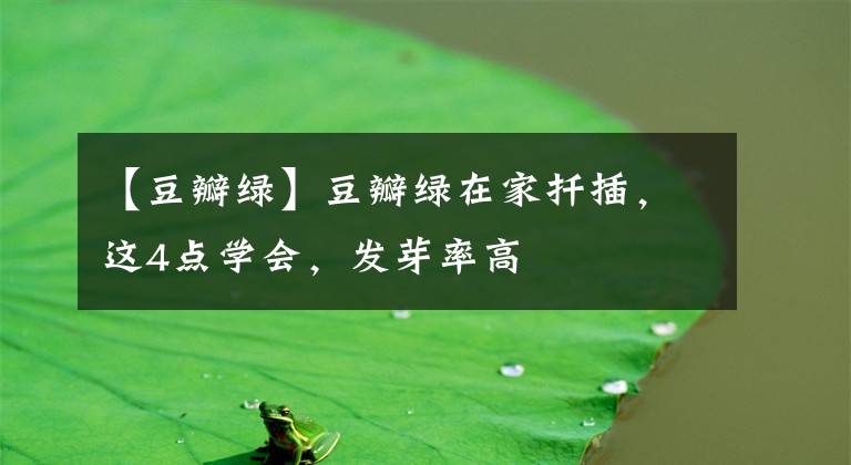 【豆瓣綠】豆瓣綠在家扦插，這4點(diǎn)學(xué)會，發(fā)芽率高