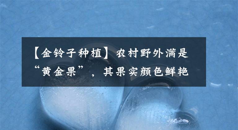 【金鈴子種植】農(nóng)村野外滿是“黃金果”，其果實(shí)顏色鮮艷，但吃的方法要注意