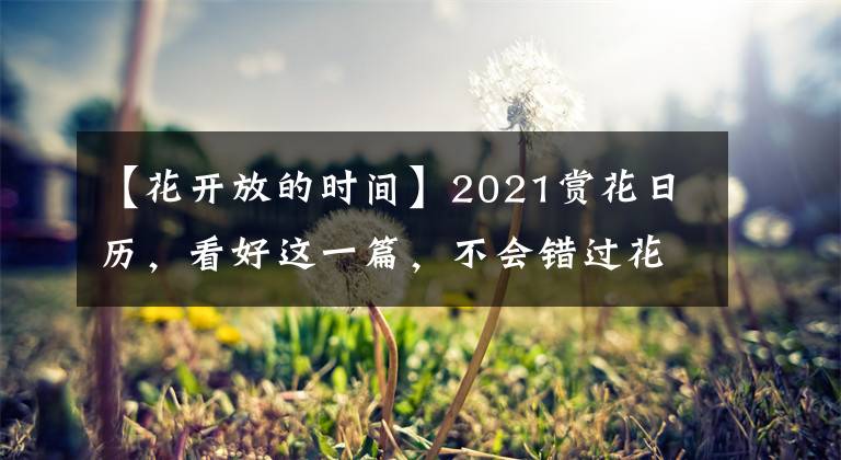 【花開放的時間】2021賞花日歷，看好這一篇，不會錯過花期