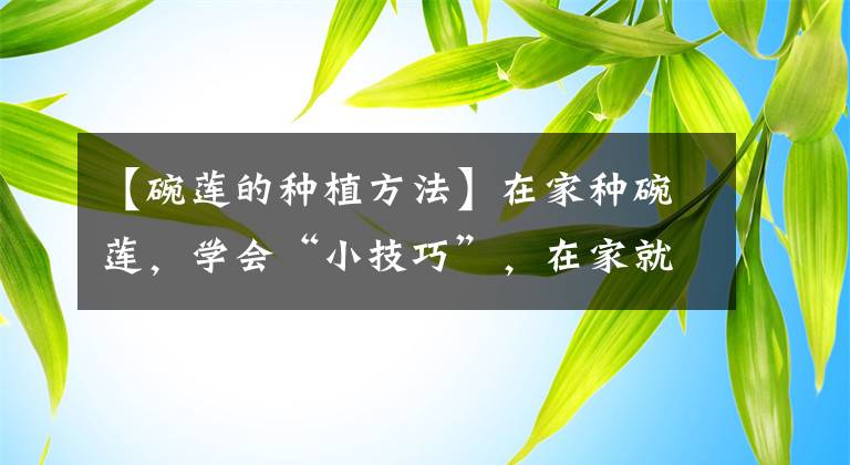 【碗蓮的種植方法】在家種碗蓮，學(xué)會(huì)“小技巧”，在家就能賞荷花，太美了