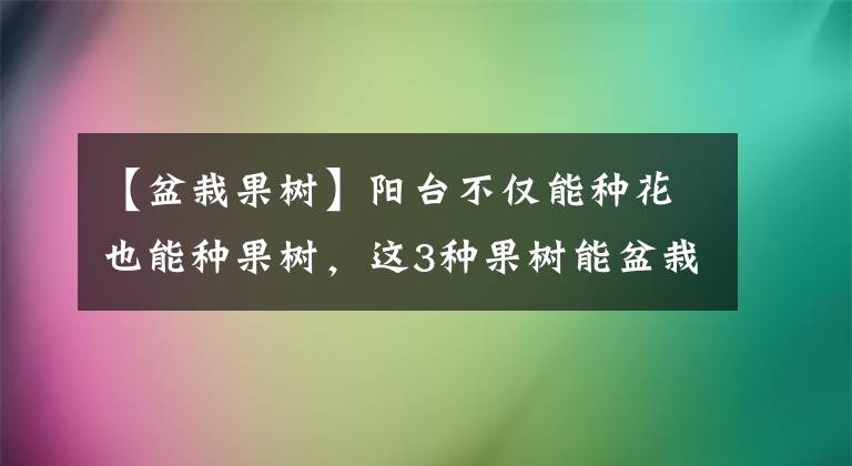 【盆栽果樹】陽臺(tái)不僅能種花也能種果樹，這3種果樹能盆栽，結(jié)果多，病蟲害少