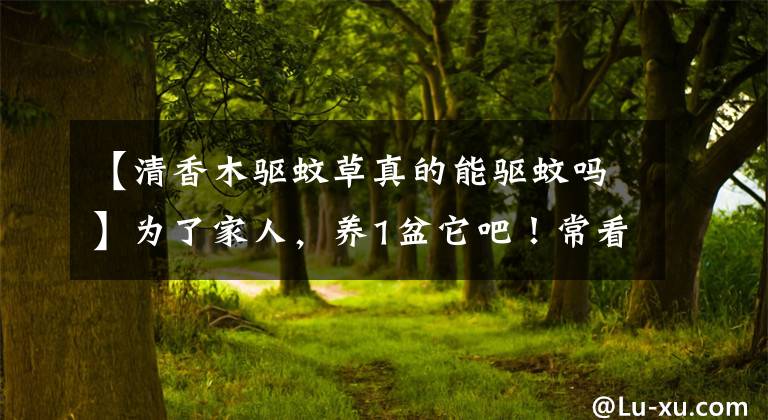 【清香木驅(qū)蚊草真的能驅(qū)蚊嗎】為了家人，養(yǎng)1盆它吧！?？答B(yǎng)眼，還能在夏季驅(qū)蚊