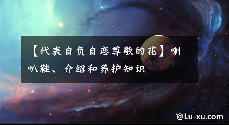 【代表自負(fù)自戀尊敬的花】喇叭鞋、介紹和養(yǎng)護(hù)知識(shí)