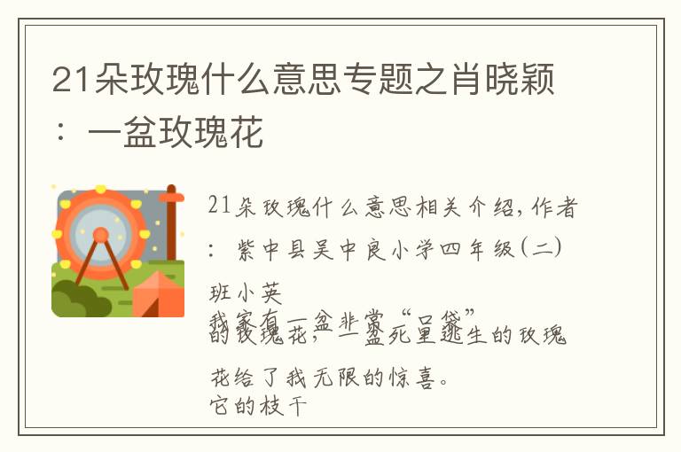 21朵玫瑰什么意思專題之肖曉穎：一盆玫瑰花