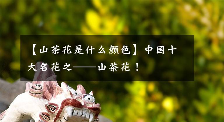 【山茶花是什么顏色】中國十大名花之——山茶花！