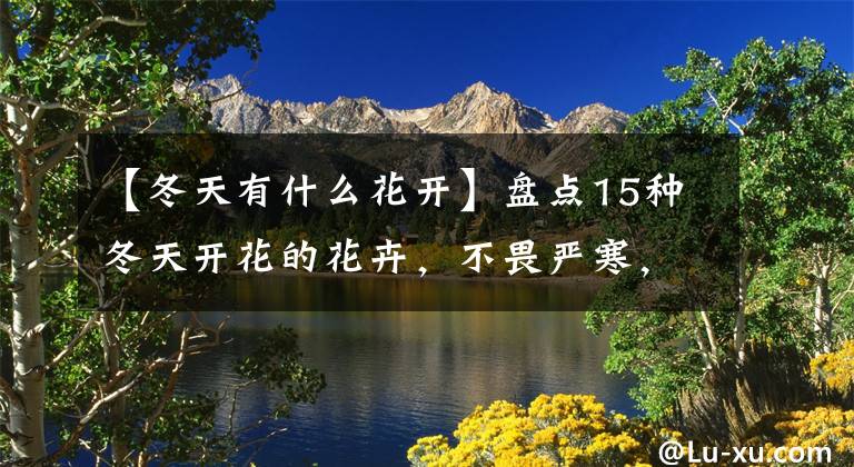 【冬天有什么花開】盤點(diǎn)15種冬天開花的花卉，不畏嚴(yán)寒，冬日吐芬芳，又美又颯