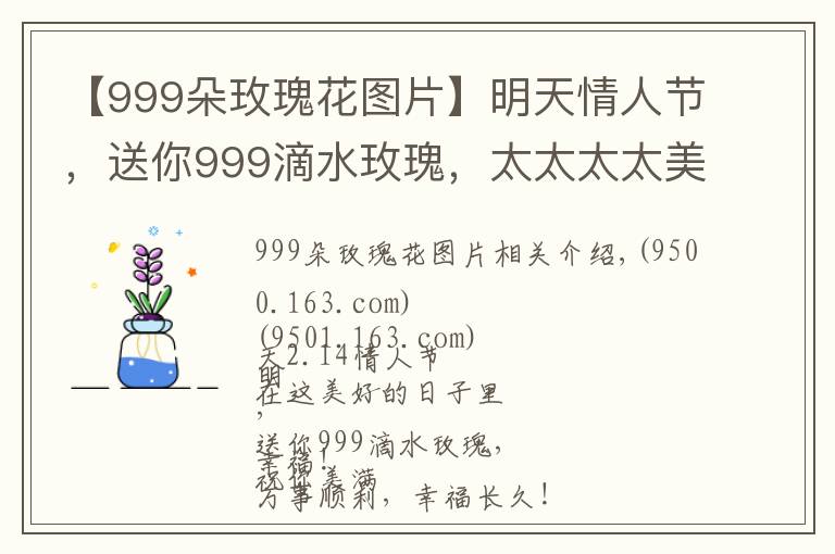 【999朵玫瑰花圖片】明天情人節(jié)，送你999滴水玫瑰，太太太太美了，祝你美滿幸福