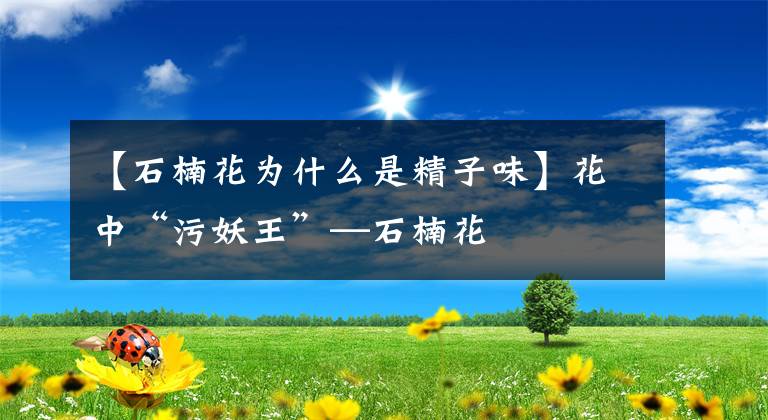 【石楠花為什么是精子味】花中“污妖王”—石楠花