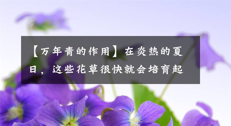 【萬(wàn)年青的作用】在炎熱的夏日，這些花草很快就會(huì)培育起來(lái)。