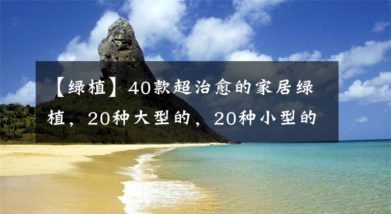 【綠植】40款超治愈的家居綠植，20種大型的，20種小型的