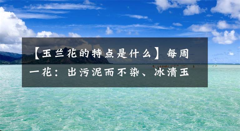 【玉蘭花的特點是什么】每周一花：出污泥而不染、冰清玉潔的玉蘭花