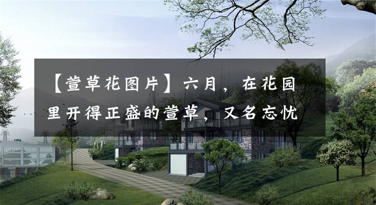 【萱草花圖片】六月，在花園里開得正盛的萱草，又名忘憂草、黃花菜，名美味也美