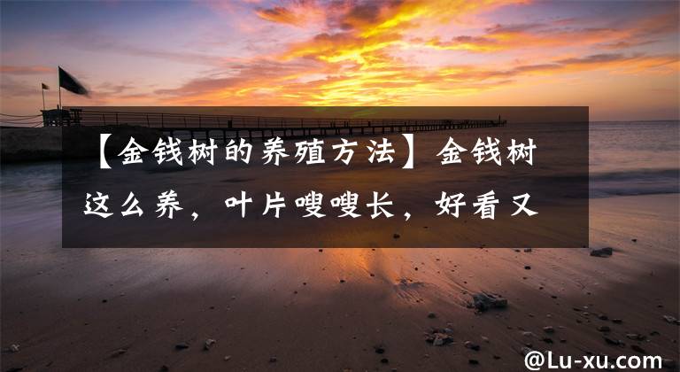 【金錢樹的養(yǎng)殖方法】金錢樹這么養(yǎng)，葉片嗖嗖長(zhǎng)，好看又招財(cái)