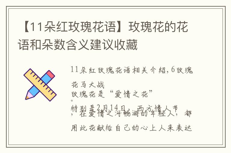 【11朵紅玫瑰花語】玫瑰花的花語和朵數含義建議收藏