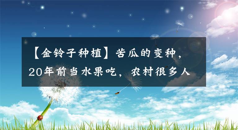 【金鈴子種植】苦瓜的變種，20年前當(dāng)水果吃，農(nóng)村很多人種植，如今有錢難買到了