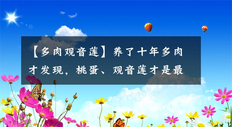 【多肉觀音蓮】養(yǎng)了十年多肉才發(fā)現(xiàn)，桃蛋、觀音蓮才是最丑的，這些品種最漂亮